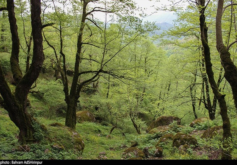 اردبیل| تنها جنگل اولیه کشور در حال تخریب است؛ دست اندازی به بهانه توسعه