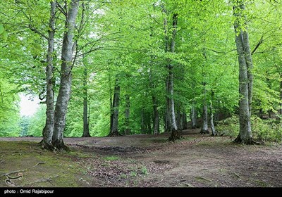 طبیعت بهاری ییلاقات رودبار گیلان