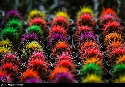 Tehran Hosts International Flower Show