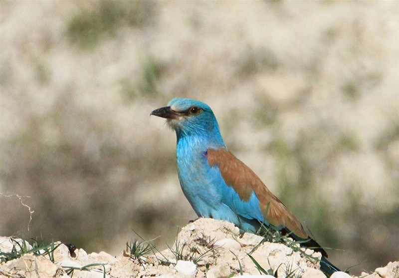 تصاویری زیبا از پرندگان پارک ملی دریاچه ارومیه