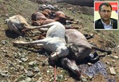کیخا: سازمان محیط زیست برای توقف کشتار اسبهای باربر با ناجا مذاکره کند