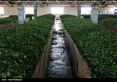Tea-Leaf Picking in Iran’s Northern Gilan Province