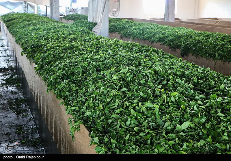 گیلان| چای ایرانی در بورس کالای منطقه آزاد انزلی عرضه و معامله می‌شود
