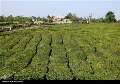 Tea-Leaf Picking in Iran’s Northern Gilan Province