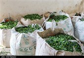 رئیس سازمان چای: ایران از صادرات 13 هزار تن چای 17 میلیون دلار درآمد ارزی به دست آورد
