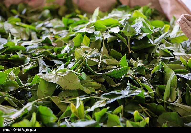 طرح بیمه فراگیر باغات چای در گیلان اجرایی می‌شود