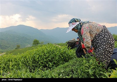 Tea-Leaf Picking in Iran’s Northern Gilan Province