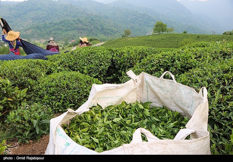 گیلان| &quot;چای ایرانی&quot; ارگانیک‌ترین چای در جهان است