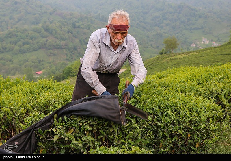 شورای اقتصاد نرخ خرید تضمینی برگ سبز چای را اعلام کرد