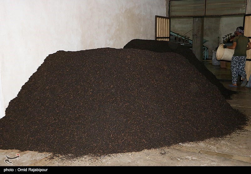 12000 تن چای خشک امسال در کارخانجات چایسازی گیلان و مازندران تولید شد