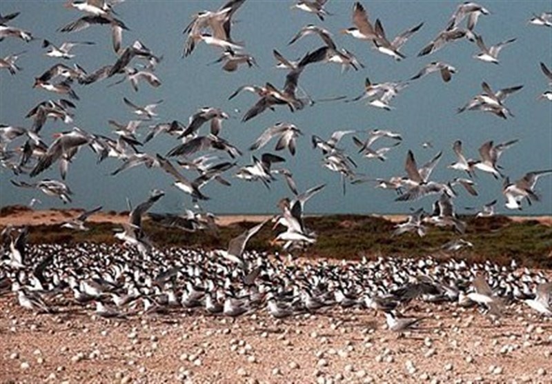 بوشهر| 100 هزار قطعه پرنده به جزیره نخیلو مهاجرت می‌کنند