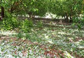 خرم‌آباد|تگرگ و سرمازدگی بیش از 18 میلیارد تومان به باغات لرستان خسارت زد‌