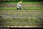 کاشت بی‌سابقه برنج در استان لرستان؛ برخورد قاطع با عوامل بحران‌ساز