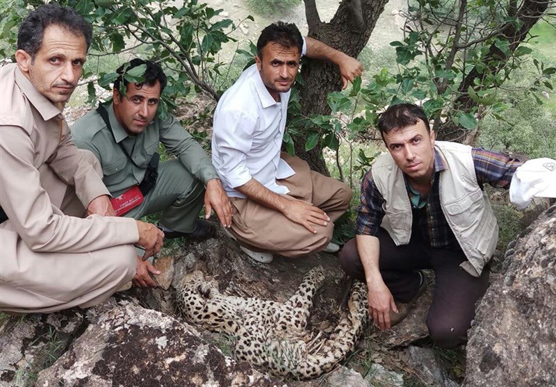 کشف لاشه پوسیده یک پلنگ در کردستان