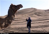 سمنان| تولید گوشت شتر در استان سمنان افزایش مییابد