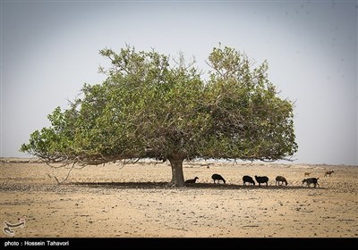 خلیج فارس کے &quot;جزیره هِندُرابی&quot; کی سیر