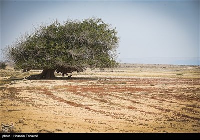 خلیج فارس کے &quot;جزیره هِندُرابی&quot; کی سیر