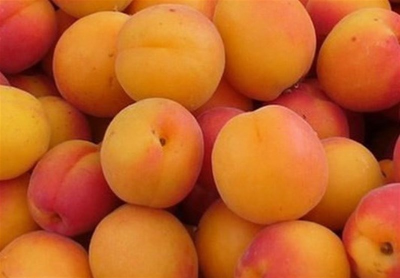 قیمت عمده فروشی انواع میوه/ زرد آلو 20 هزار تومان شد +جدول