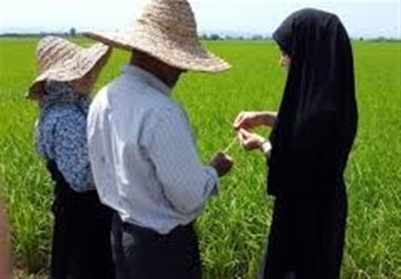سمنان| طرح‌های کاهش ریزش گندم در استان سمنان با همکاری بسیج مهندسین اجرایی شود