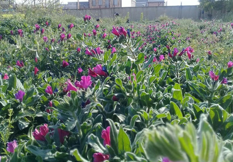 اردبیل| شهرک صنعتی فراوری گیاهان دارویی در اردبیل راه‌‌اندازی می‌شود