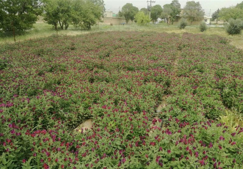 اراک| 86 هزار هکتار اراضی قابل کشت گیاهان دارویی در استان مرکزی وجود دارد