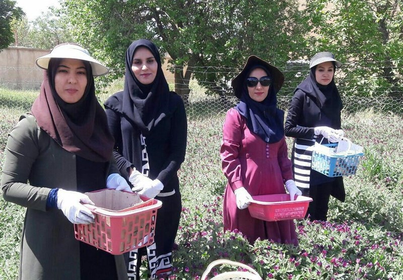 ایران مهد طلایی &quot;گیاهان دارویی&quot;/ سهم ایران از تجارت جهانی گیاهان دارویی نزدیک به صفر