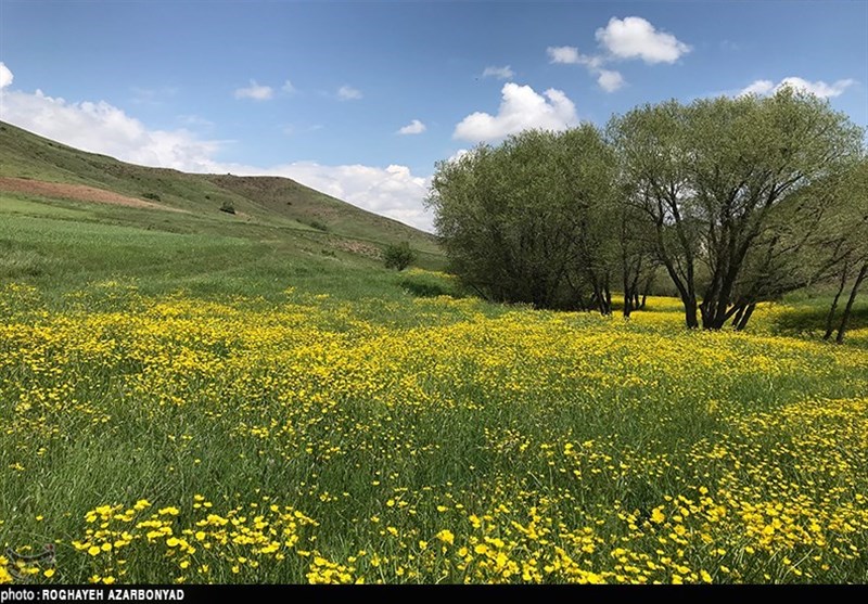 اردبیل| طبیعت بهاری «معصوم چایی» در استان اردبیل به روایت تصویر