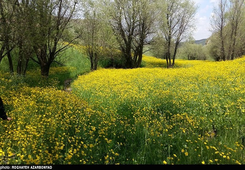 اردبیل| جاذبه‌های گردشگری استان اردبیل در فضای مجازی معرفی می‌شود