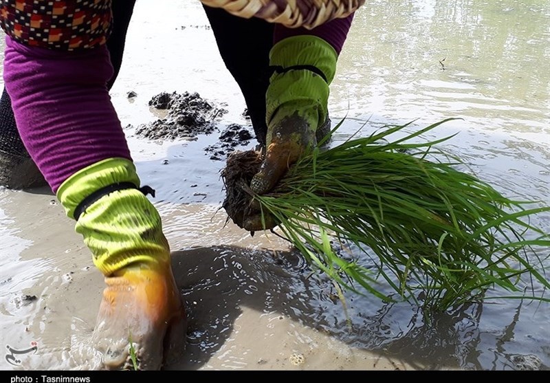 رشت| زنان شالیکار گیلانی یاور مردان خود در کاشت برنج + تصاویر