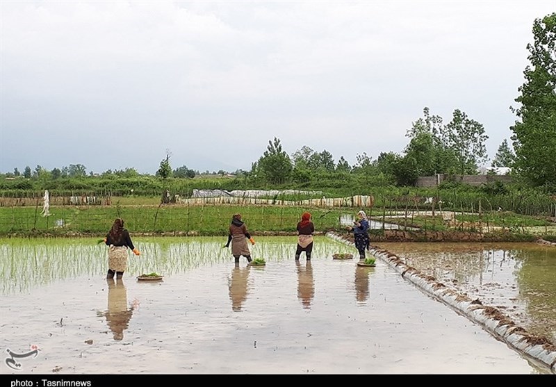 رونمایی از سامانه خودکار هواشناسی شالیکاری