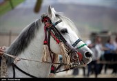 11 هزار نفر از جشنواره اسب اصیل عرب در همدان دیدن کردند