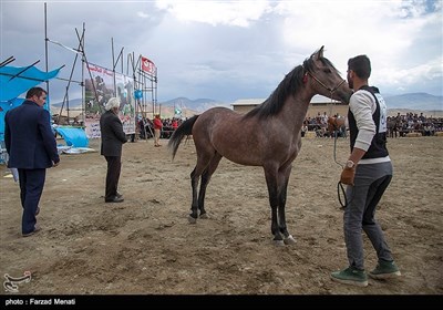 مسابقات زیبایی اسب اصیل کرد - کرمانشاه
