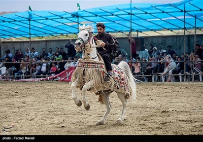 مسابقات زیبایی اسب اصیل کرد - کرمانشاه