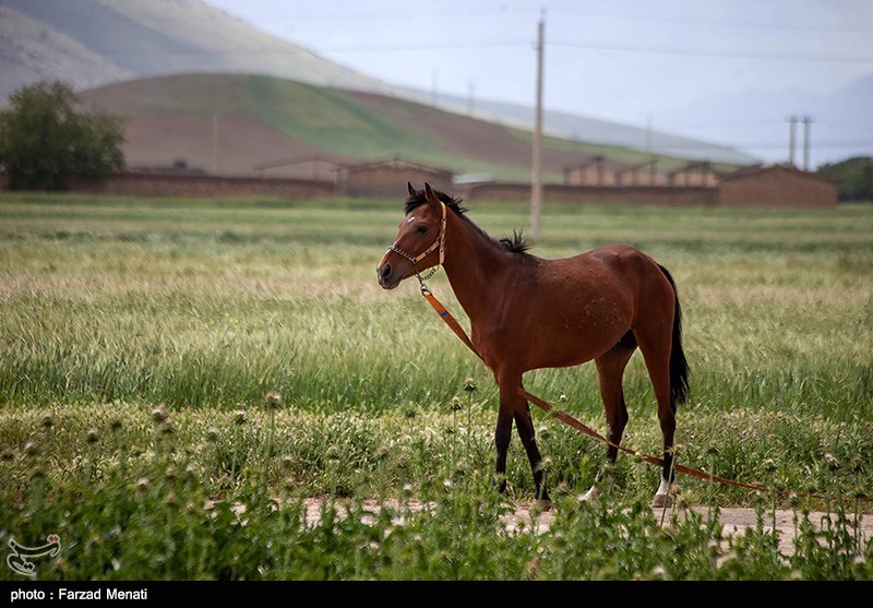 همدان| نخستین جشنواره اسب اصیل عرب در شهرستان بهار برگزار می‌شود