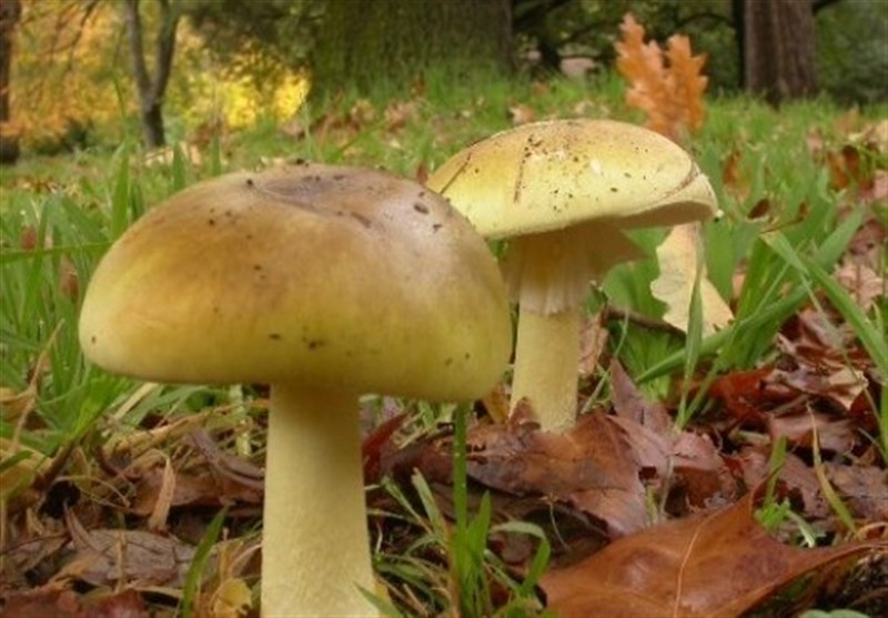 Mushroom Poisoning Death Toll in West Iran Rises to 8