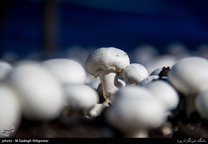 یزد| قارچ‌های تولیدی در استان یزد کاملا سالم هستند