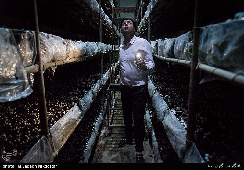 کرمانشاه| تولیدکنندگان قارچ صنعتی در آستانه ورشکستگی هستند