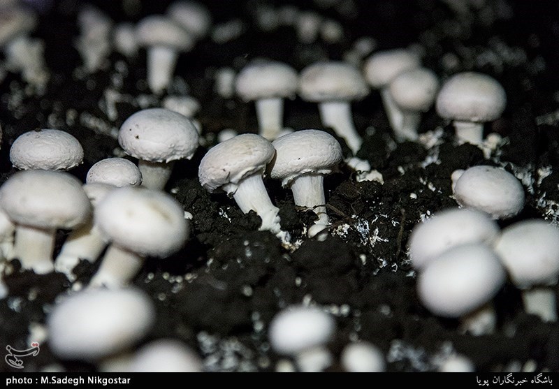 وقتی 150 هزار تن قارچ خوراکی داریم چرا مردم قارچ مسموم خود رو می‎خورند؟