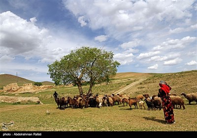 Nomadic Life in Iran's Western Region of Hamedan