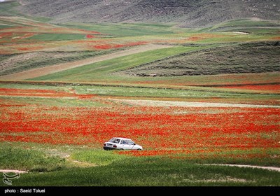 دشت شقایق - خراسان شمالی