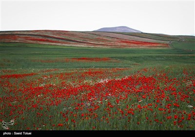 دشت شقایق - خراسان شمالی