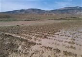 لرستان| سیلاب 30 تا 90 درصد به محصولات کشاورزی پلدختر آسیب زد‌