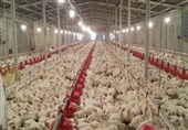 زیرساخت‌های صادرات مرغ در لرستان فراهم نیست