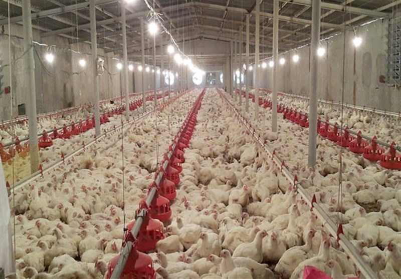 زیرساخت‌های صادرات مرغ در لرستان فراهم نیست