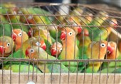 محموله قاچاق پرندگان زینتی در بیرجند متوقف شد