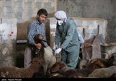 سنندج|واکسیناسیون تب برفکی در روستاهای استان کردستان به روایت تصویر