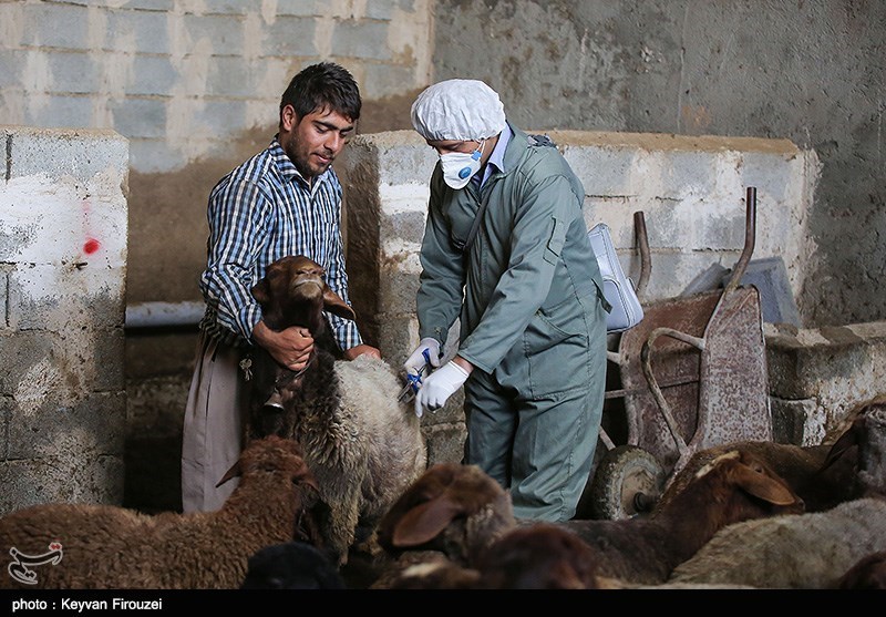 سنندج|واکسیناسیون تب برفکی در روستاهای استان کردستان به روایت تصویر