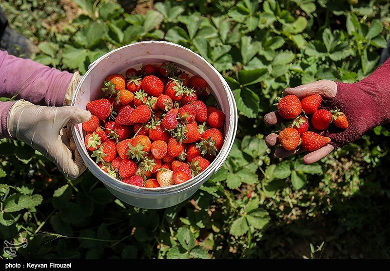سنندج| برداشت توت فرنگی کردستان به روایت تصویر