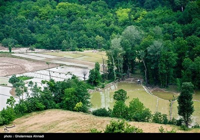 شالیزار در مازندران 