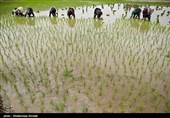 شرایط مطلوب گیلان برای تحقق «جهش تولید»؛ بستر لازم برای افزایش تولید برنج فراهم است